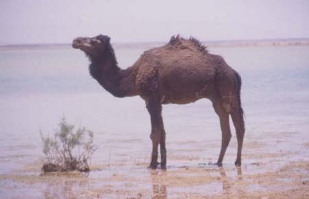C4EST LE BATEAU DE SAHARA